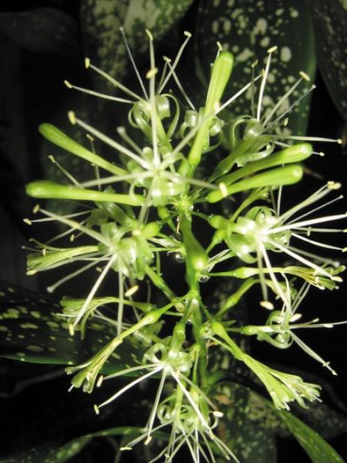 Драцена суркулоза ( годсефа. 01