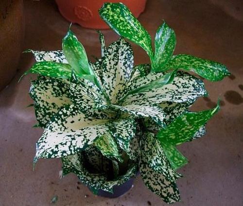 Драцена суркулоза ( годсефа. 02