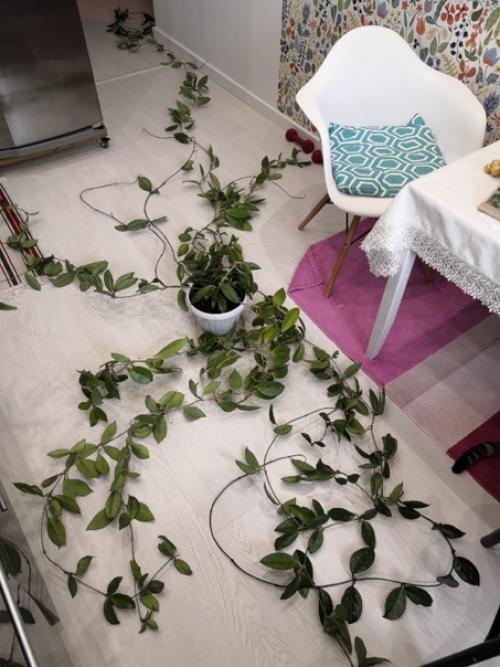 Здравствуйте.  Хочу поделиться с вами комнатно - растительной красотой. 02