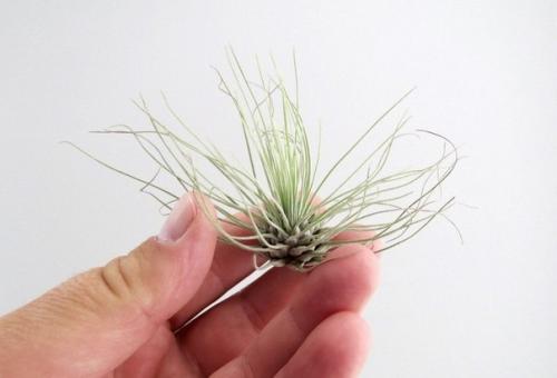 Тилландсия - разнообразие атмосферных красавиц. 02