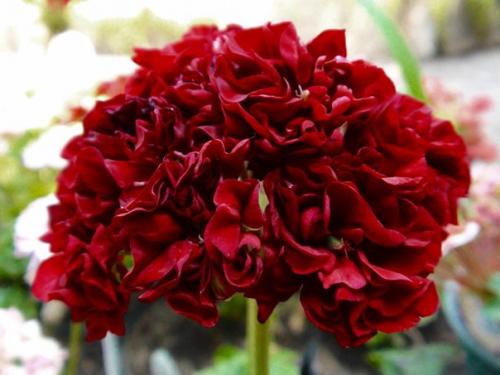 Виды пеларгоний.

Пеларгония (герань) относится к семейству гераниевых.