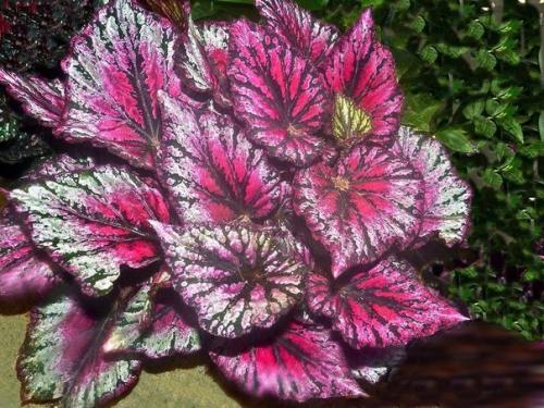 Бегония королевская. Цветочнаясемья. 03