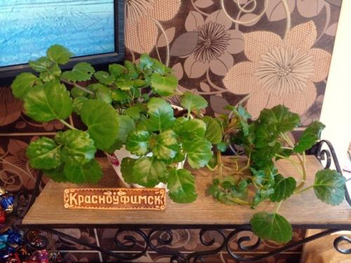 Плектрантус.  Этот цветок всегда у моей бабушки рос. 04