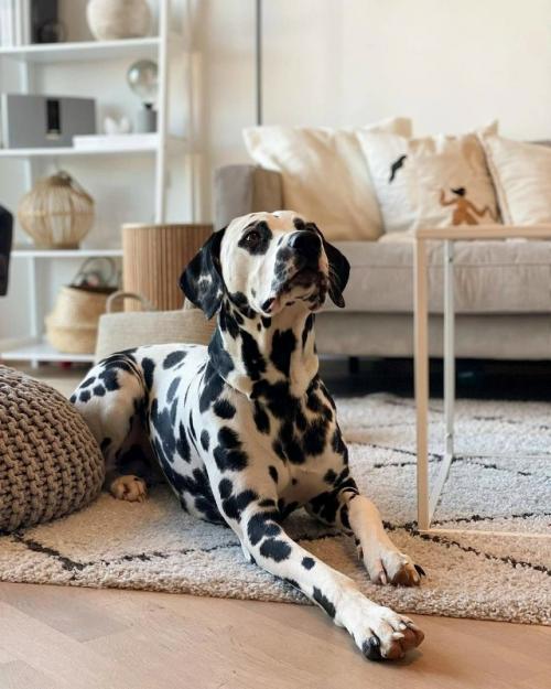 Серый цвет, дерево и интересный декор: уютная квартира в скандинавском стиле. 05