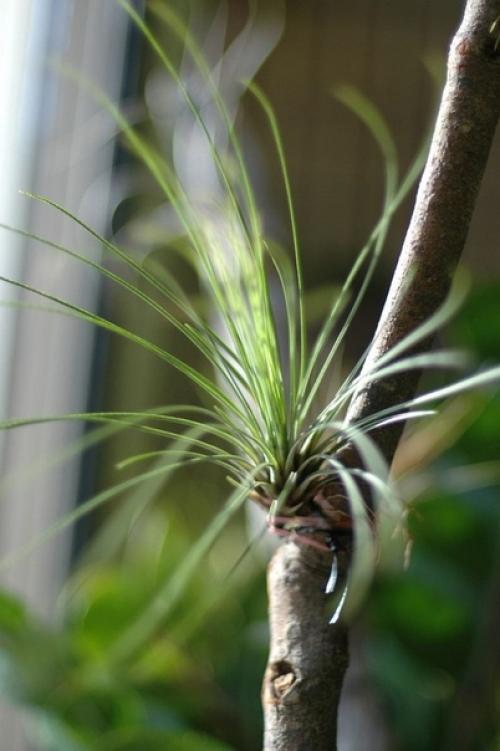 Тилландсия - разнообразие атмосферных красавиц. 04