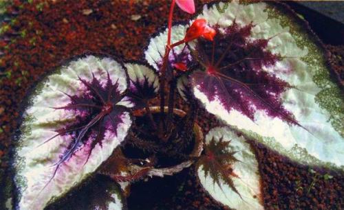 Бегония королевская. Цветочнаясемья. 06