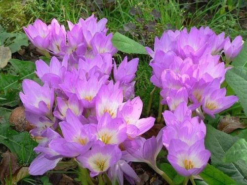 Безвременник.  Одно из чудес осеннего сада - цветы колхикум (безвременник, осенник, безвременник осенний. 02