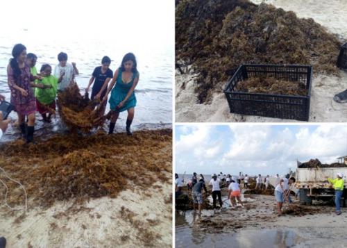 Мексиканец строит дома из водорослей с пляжа, дома которым не страшны ураганы и землетрясения. 02