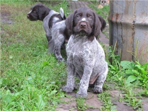 Дратхаар. Средний рост: 56-66 см. 03