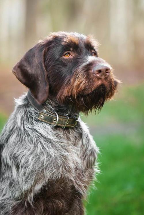 Дратхаар. Средний рост: 56-66 см. 02