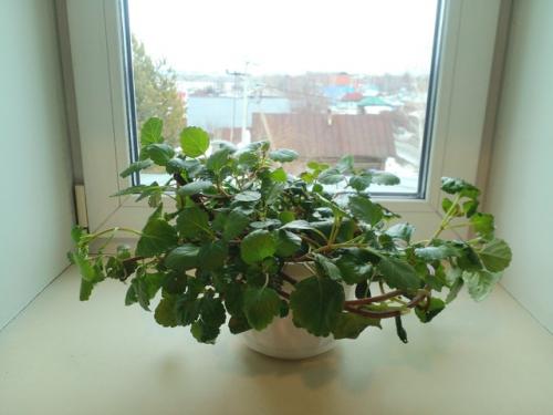 Плектрантус.  Этот цветок всегда у моей бабушки рос. 01