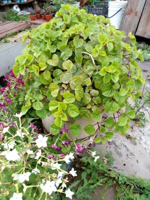 Плектрантус.  Этот цветок всегда у моей бабушки рос. 05