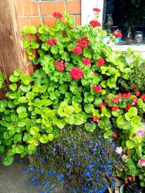 Плектрантус.  Этот цветок всегда у моей бабушки рос. 03