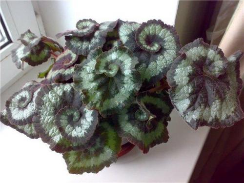 Бегония королевская. Цветочнаясемья. 05