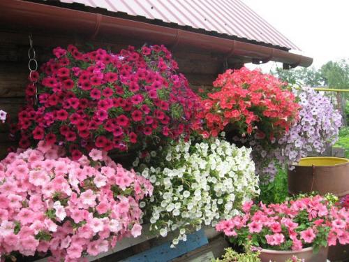 Ампельные растения для сада. 01