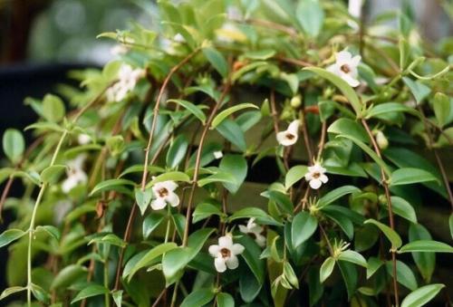 Кодонанта - изящная комнатная верхолазка. 01