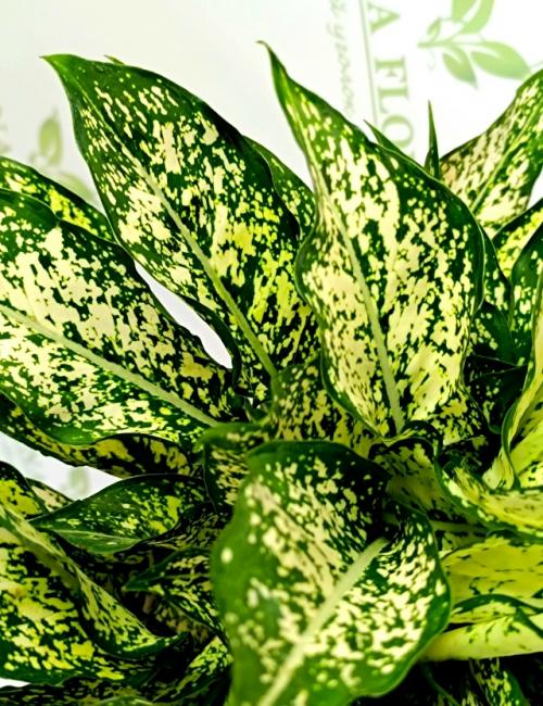 А продаже!  Красивое декоративное растение для дома Аглонема Ferst Diamond. 02