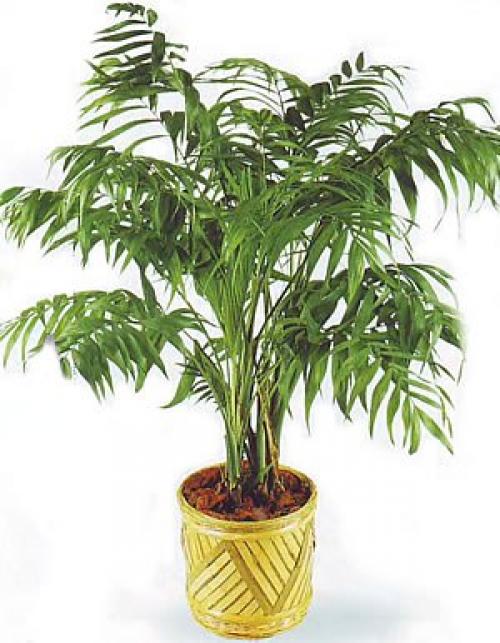 Хамедорея (неанта?   Выбирая неприхотливую теневыносливую пальму для своего дома, присмотритесь к хамедорее. 04