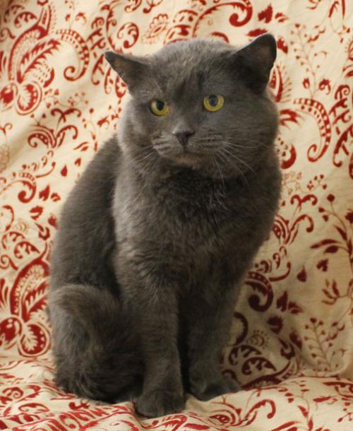 Пристроены!  Дома!   Уехали домой, в семьи: 07