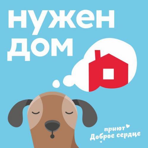 У собаки Лизы случилась беда. 02