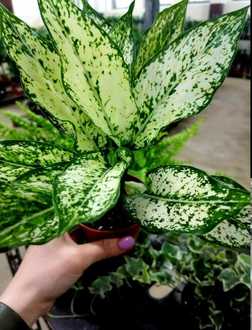 А продаже!  Красивое декоративное растение для дома Аглонема Ferst Diamond. 07