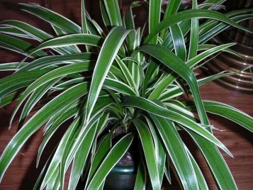 Четыре комнатных растения, которые должны быть в каждой квартире.