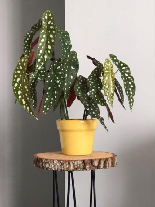 20 главных аргументов почему бегония пятнистая должна быть в вашем доме: 05