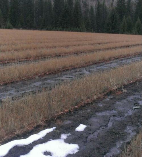 Городская экобомба.  Саженцы лиственницы. 01