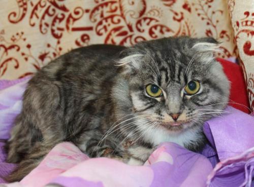 Пристроены!  Дома!   Уехали домой, в семьи: 03