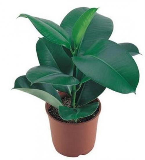 Четыре комнатных растения, которые должны быть в каждой квартире. 01