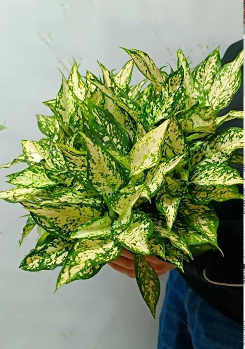 А продаже!  Красивое декоративное растение для дома Аглонема Ferst Diamond. 05