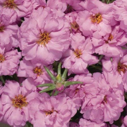 Махровый и крупноцветковый портулак и его выращивание из семян. 06