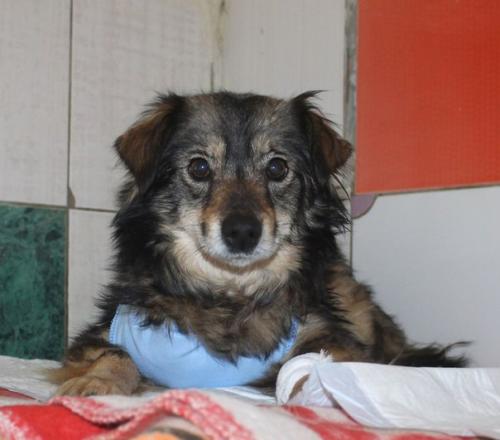 Пристроены!  Дома!   Уехали домой, в семьи: 06