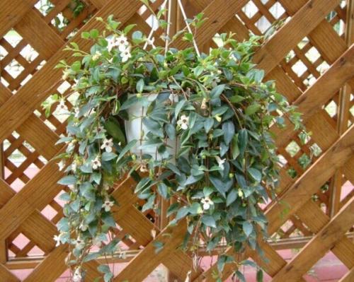 Кодонанта - изящная комнатная верхолазка. 02