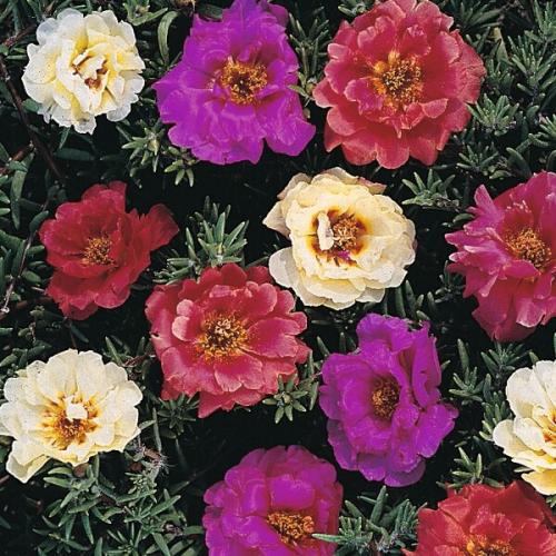 Махровый и крупноцветковый портулак и его выращивание из семян. 01