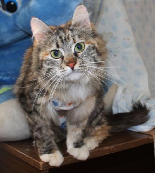 Пристроены!  Дома!   Уехали домой, в семьи: 04