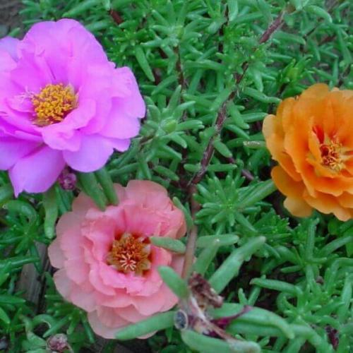 Махровый и крупноцветковый портулак и его выращивание из семян. 02