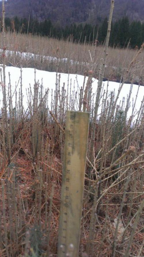 Городская экобомба.  Саженцы лиственницы. 02