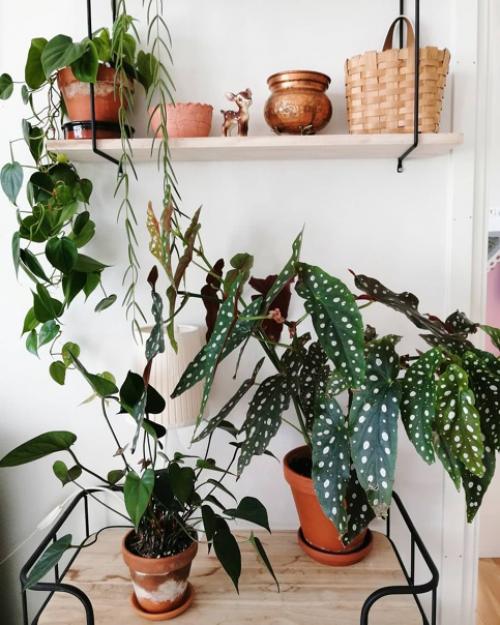 20 главных аргументов почему бегония пятнистая должна быть в вашем доме: 03