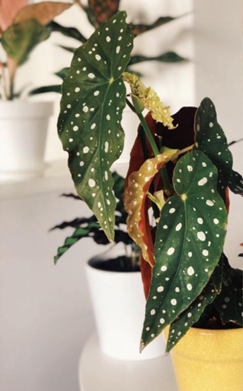 20 главных аргументов почему бегония пятнистая должна быть в вашем доме: 02