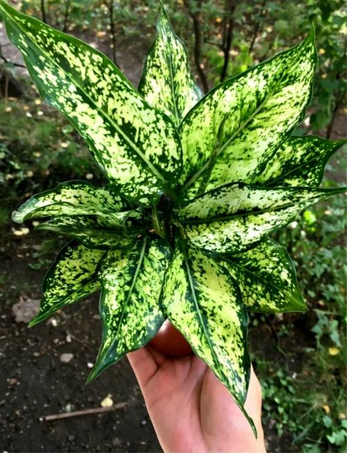 А продаже!  Красивое декоративное растение для дома 