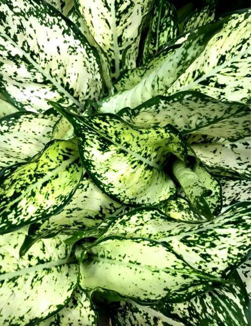 А продаже!  Красивое декоративное растение для дома Аглонема Ferst Diamond. 08