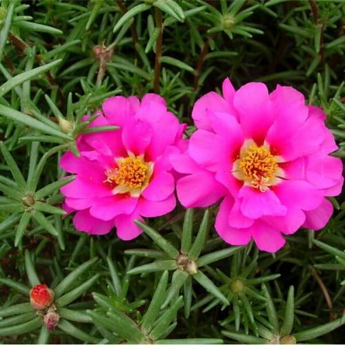 Махровый и крупноцветковый портулак и его выращивание из семян. 08