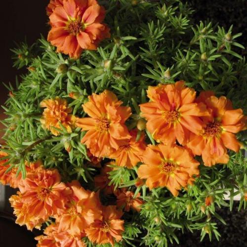 Махровый и крупноцветковый портулак и его выращивание из семян. 07