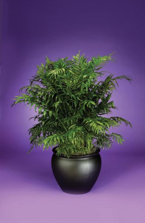 Хамедорея (неанта?   Выбирая неприхотливую теневыносливую пальму для своего дома, присмотритесь к хамедорее. 02