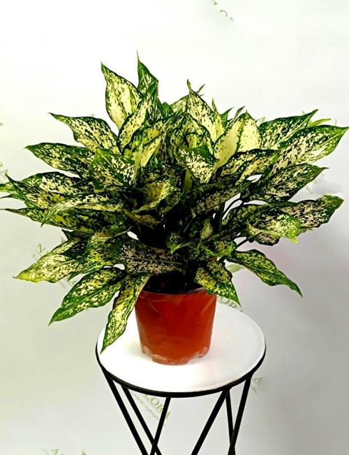 А продаже!  Красивое декоративное растение для дома Аглонема Ferst Diamond. 03