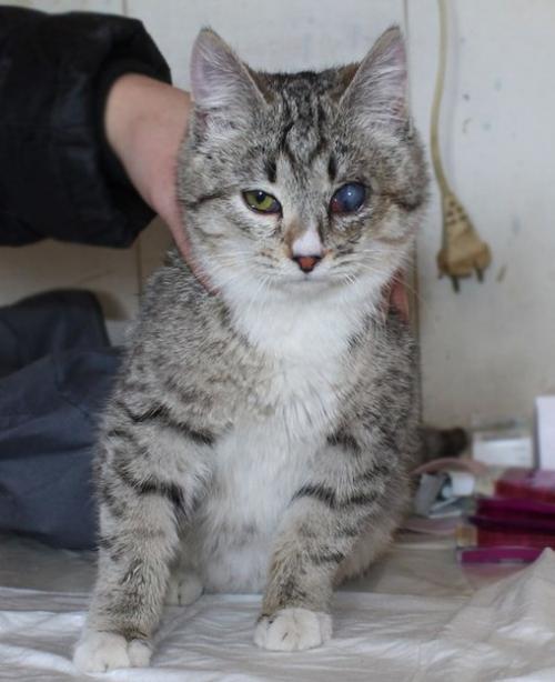 Пристроены!  Дома!   Уехали домой, в семьи: 05