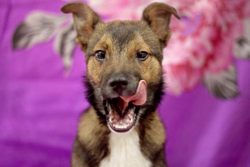 Пристроены!  Дома!   Уехали домой, в семьи: 02