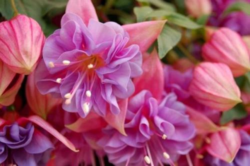 Комнатная фуксия - уход и выращивание. 02