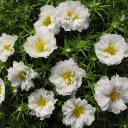 Махровый и крупноцветковый портулак и его выращивание из семян. 04